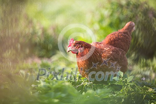 Closeup of a hen in a farmyard (Gallus gallus domesticus) Closeup of a hen in a farmyard (Gallus gallus domesticus)