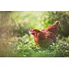 Closeup of a hen in a farmyard (Gallus gallus domesticus)