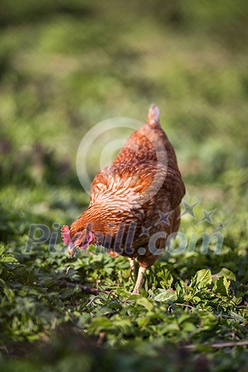 Closeup of a hen in a farmyard (Gallus gallus domesticus) Closeup of a hen in a farmyard (Gallus gallus domesticus)