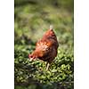 Closeup of a hen in a farmyard (Gallus gallus domesticus)