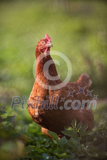 Closeup of a hen in a farmyard (Gallus gallus domesticus)