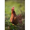 Closeup of a hen in a farmyard (Gallus gallus domesticus)