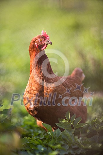Closeup of a hen in a farmyard (Gallus gallus domesticus) Closeup of a hen in a farmyard (Gallus gallus domesticus)