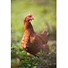 Closeup of a hen in a farmyard (Gallus gallus domesticus)