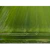 Farmland from above - aerial image of a lush green filed