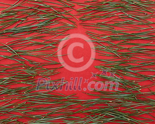 pine needles and red background for Christmas cards