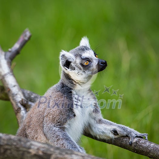 Lemur kata (Lemur catta) Lemur kata (Lemur catta)