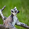 Lemur kata (Lemur catta)