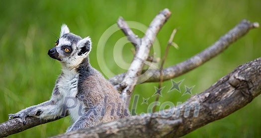 Lemur kata (Lemur catta) Lemur kata (Lemur catta)