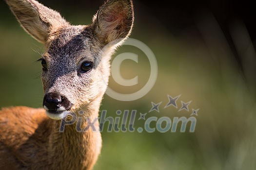 Young Roebuck (capreolus capreolus) Young Roebuck (capreolus capreolus)