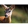 Young Roebuck (capreolus capreolus)