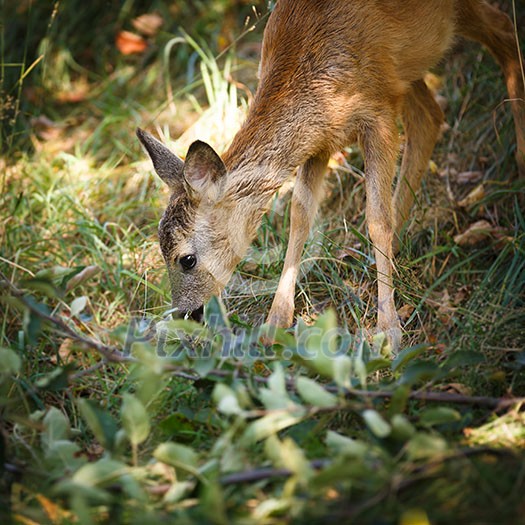 Young Roebuck (capreolus capreolus) Young Roebuck (capreolus capreolus)