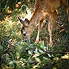 Young Roebuck (capreolus capreolus)
