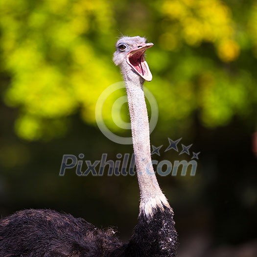 Ostrich (Struthio camelus) Ostrich (Struthio camelus)