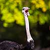 Ostrich (Struthio camelus)