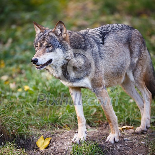 Gray/Eurasian wolf (Canis lupus) Gray/Eurasian wolf (Canis lupus)