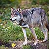 Gray/Eurasian wolf (Canis lupus)