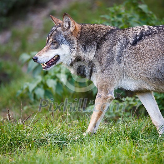 Gray/Eurasian wolf (Canis lupus)