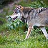 Gray/Eurasian wolf (Canis lupus)