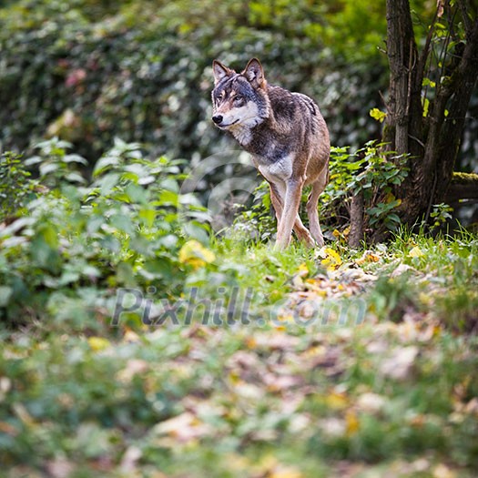 Gray/Eurasian wolf (Canis lupus)