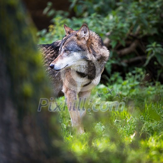 Gray/Eurasian wolf (Canis lupus) Gray/Eurasian wolf (Canis lupus)