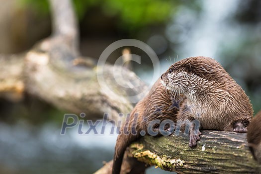 An oriental small-clawed otter / Aonyx cinerea / Asian small-clawed otter An oriental small-clawed otter / Aonyx cinerea / Asian small-clawed otter