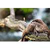 An oriental small-clawed otter / Aonyx cinerea / Asian small-clawed otter