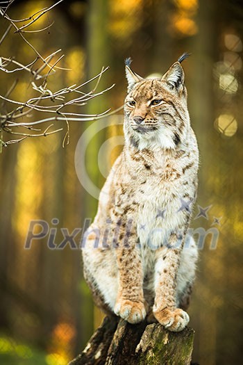 Eurasian Lynx (Lynx lynx) Eurasian Lynx (Lynx lynx)