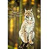 Eurasian Lynx (Lynx lynx)