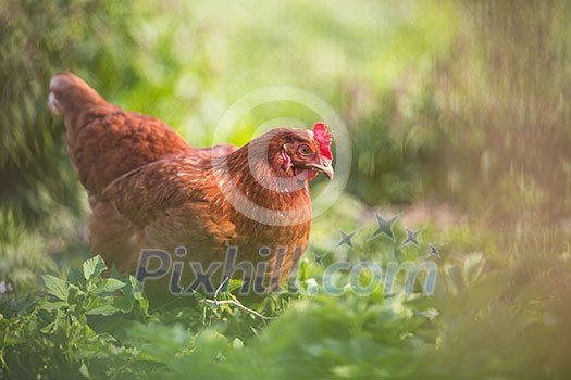 Closeup of a hen in a farmyard (Gallus gallus domesticus) Closeup of a hen in a farmyard (Gallus gallus domesticus)