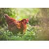 Closeup of a hen in a farmyard (Gallus gallus domesticus)