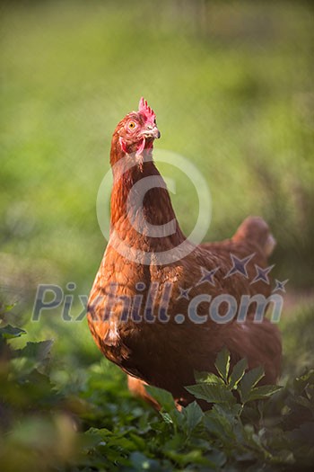 Closeup of a hen in a farmyard (Gallus gallus domesticus) Closeup of a hen in a farmyard (Gallus gallus domesticus)