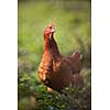 Closeup of a hen in a farmyard (Gallus gallus domesticus)