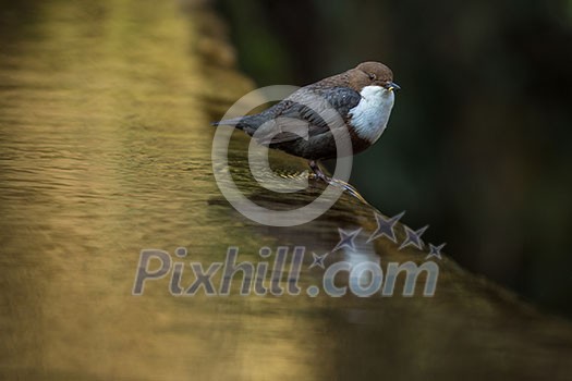Cinclus cinclus, white-throated dipper in his natural habitat, small river/creek Cinclus cinclus, white-throated dipper in his natural habitat, small river/creek