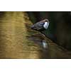 Cinclus cinclus, white-throated dipper in his natural habitat, small river/creek
