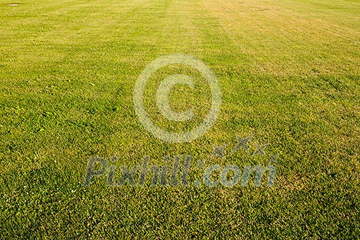 green cutted grass background on golf field, natural image without any postproduction