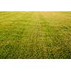 green cutted grass background on golf field, natural image without any postproduction