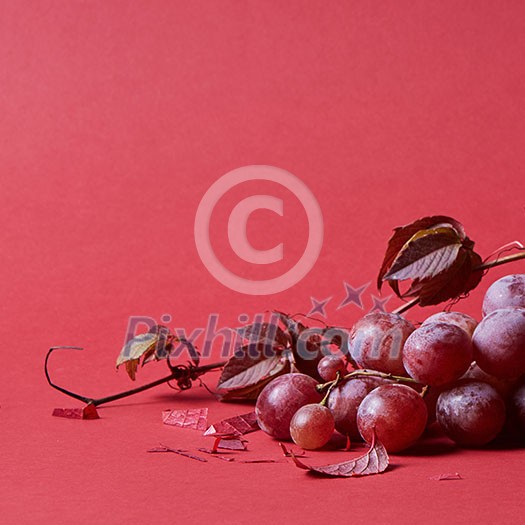 Ripe red grape. Pink bunch with leaves isolated on white. With clipping path. Full depth of field. Ripe red grape. Pink bunch with leaves isolated on white. With clipping path. Full depth of field.