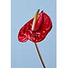 beautiful red flower Anthurium on blue background