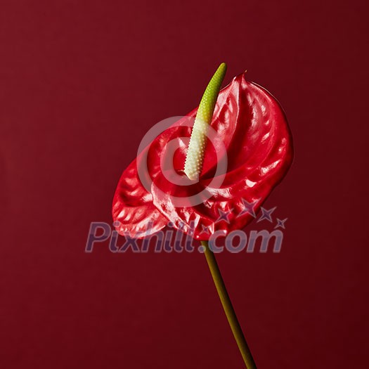 red flower Anthurium isolated on red background red flower Anthurium isolated on red background