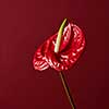 red flower Anthurium isolated on red background