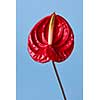 exotic red anthurium flower on a blue background