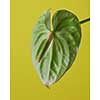 green flower Anthurium on a green background close-up. Flamingo flowers