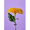 Beautiful yellow flower chrysanthemum isolated on purple