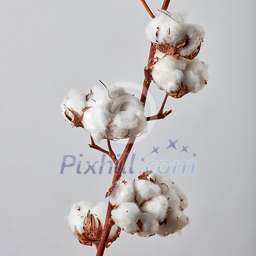 branch with white beautiful cotton flowers on a gray background branch with white beautiful cotton flowers on a gray background