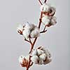 branch with white beautiful cotton flowers on a gray background