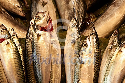 fresh raw fish mackerel in the store fresh raw fish mackerel in the store