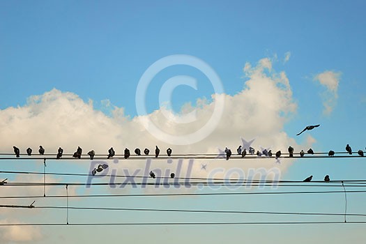 A group of pigeons sitting on wires against a blue sky A group of pigeons sitting on wires against a blue sky