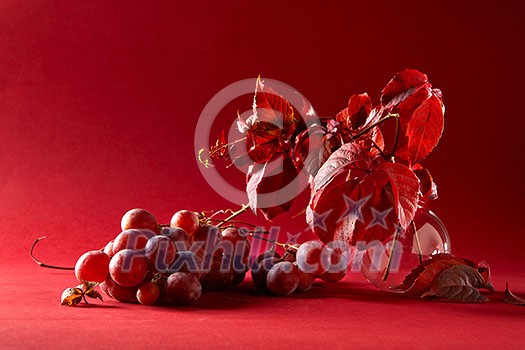 grape branches in a glass vase and a bunch of grapes on a red background