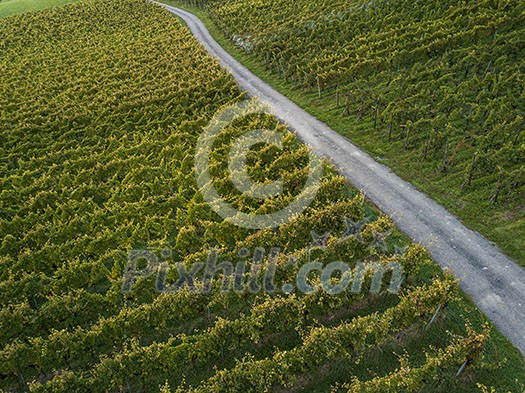 Aerial view over vineyard fields in Europe